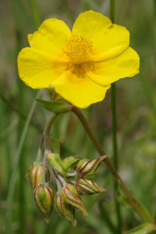 Helianthemum nummularium.