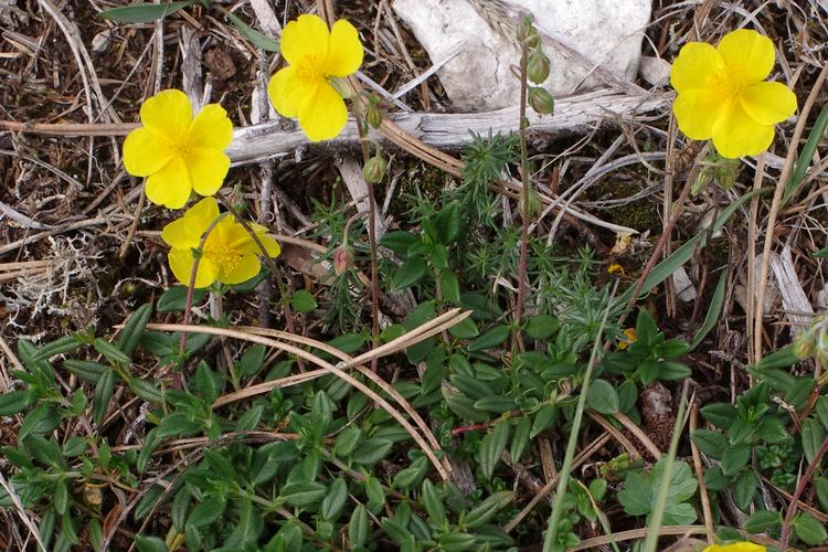 Helianthemum nummularium.