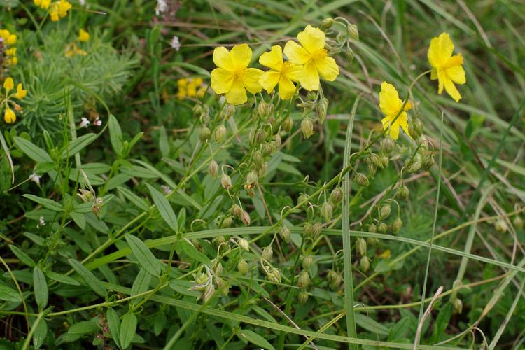 Helianthemum nummularium.