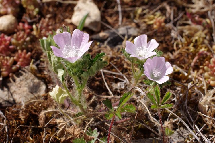 Malva setigera.