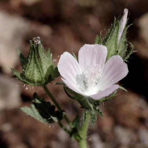 Malva setigera.