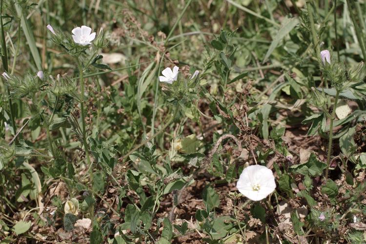 Malva setigera.