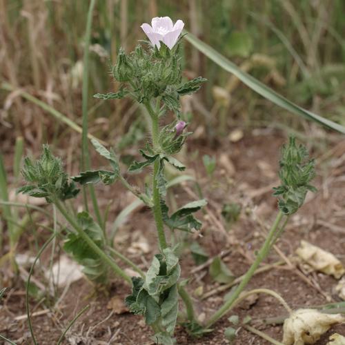 Malva setigera.