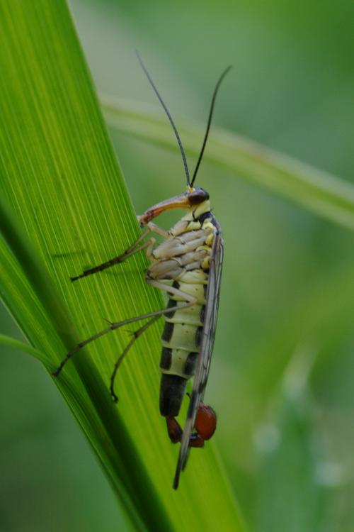 Panorpa communis.