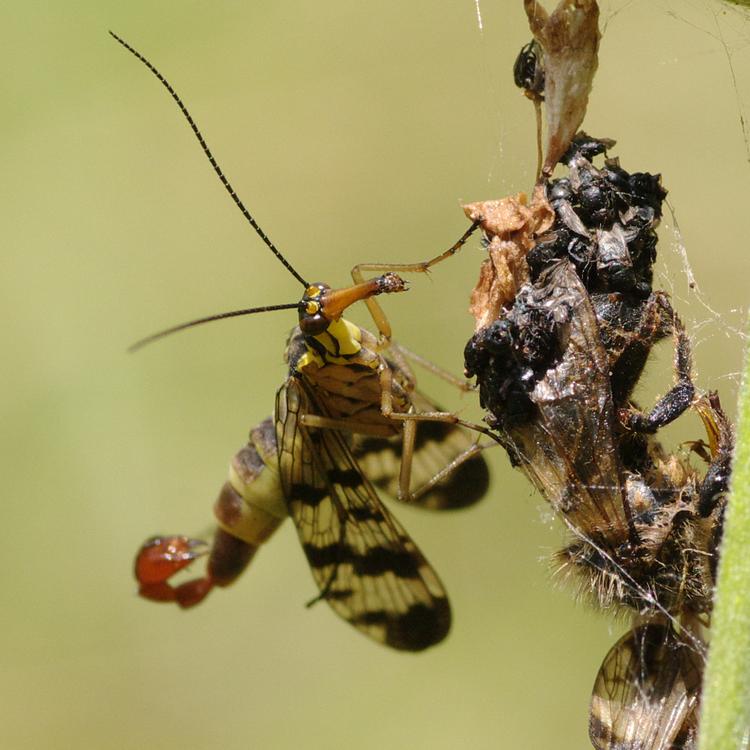 Panorpa vulgaris.