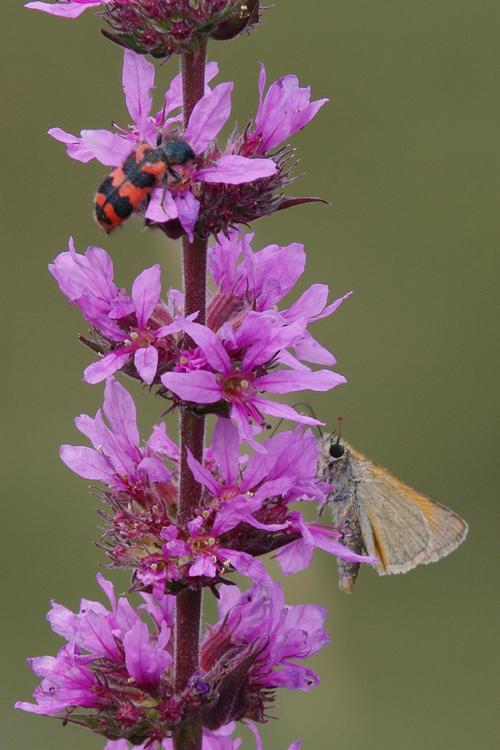 Trichodes alvearius sur Lythrum salicaria.