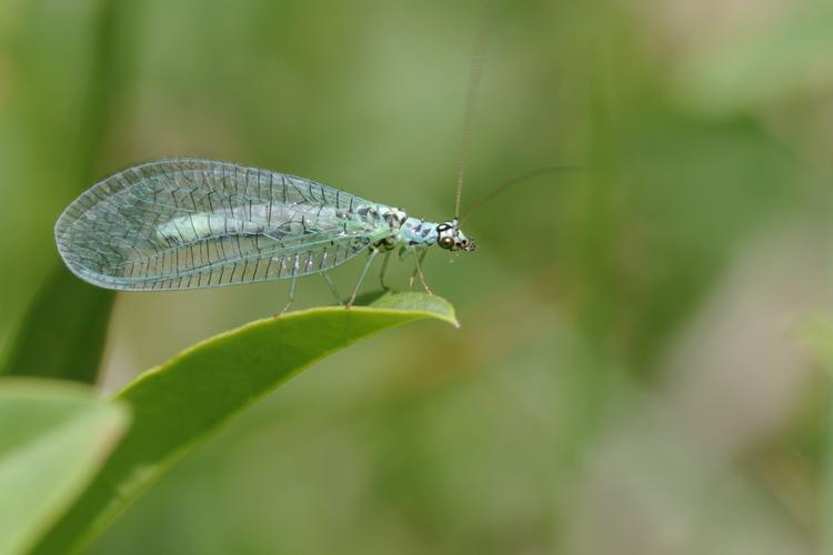 Chrysopa perla.