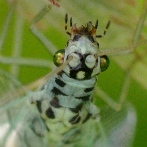 Chrysopa perla.