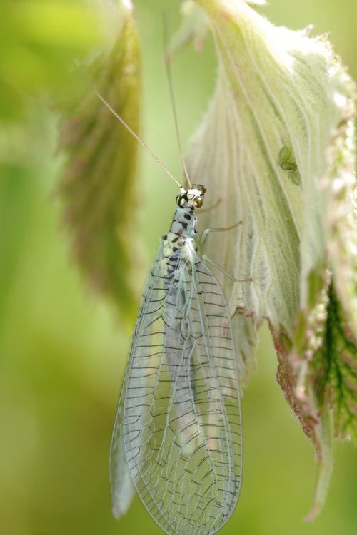 Chrysopa perla.