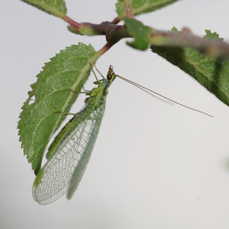 Chrysopa walkeri.