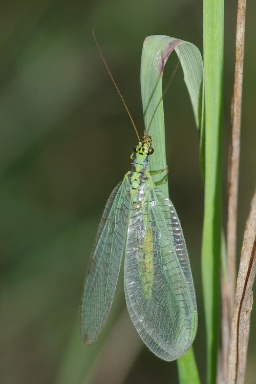 Chrysopa walkeri.