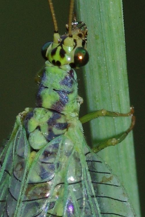 Chrysopa walkeri.