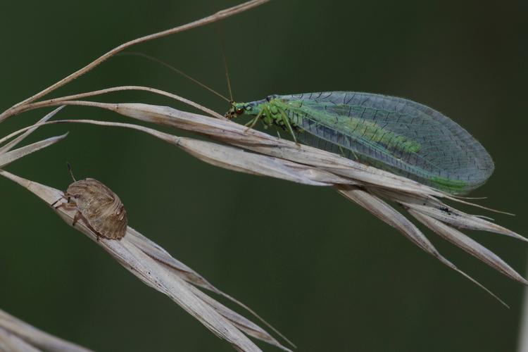 Chrysopa walkeri.