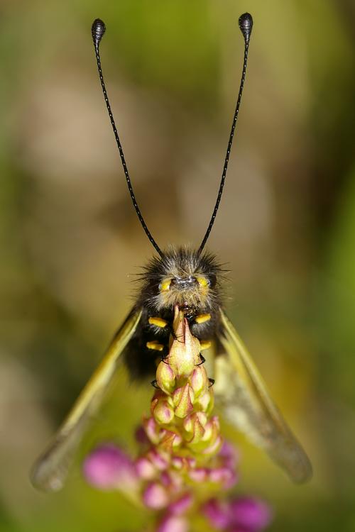 Ascalaphe, Libelloides coccajus.