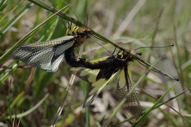 Accouplement de Libelloides coccajus.