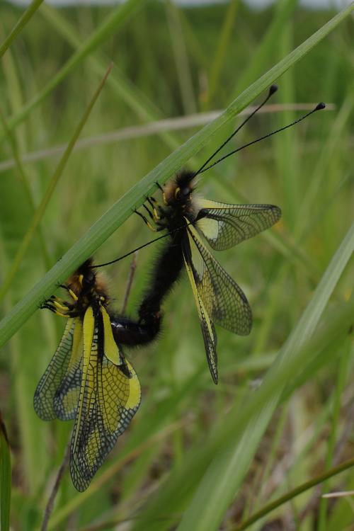 Accouplement de Libelloides coccajus.