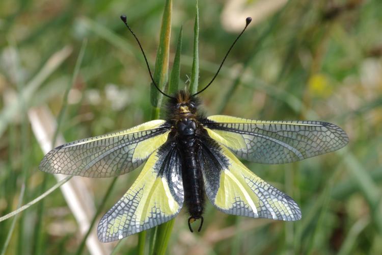 Ascalaphe, Libelloides coccajus.