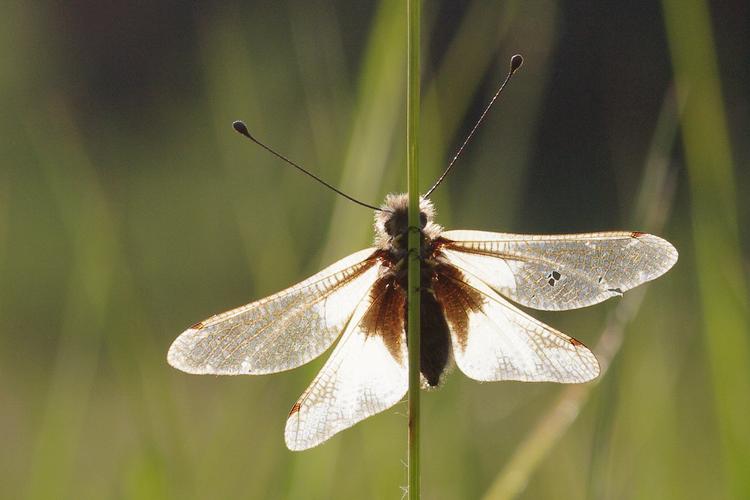 Ascalaphe, Libelloides coccajus.