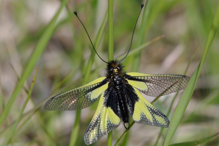 Ascalaphe, Libelloides coccajus.