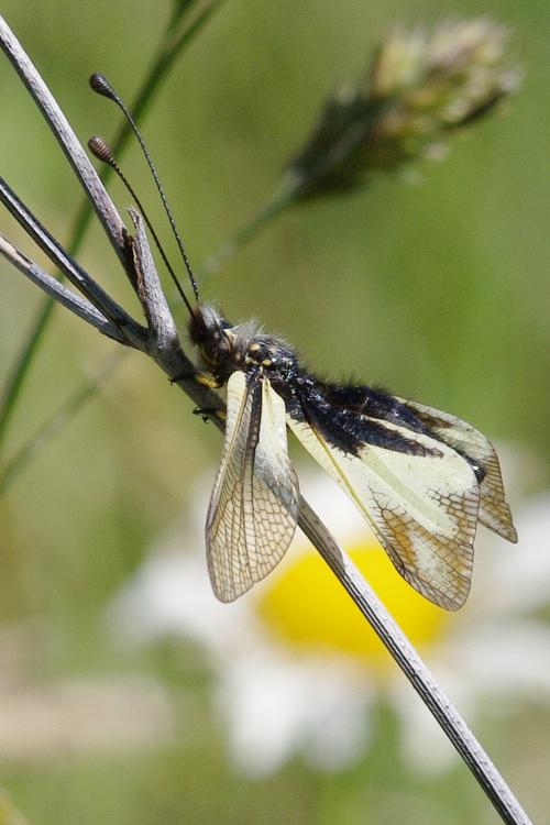 Ascalaphe, Libelloides coccajus.