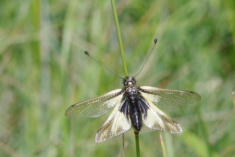 Ascalaphe, Libelloides coccajus.