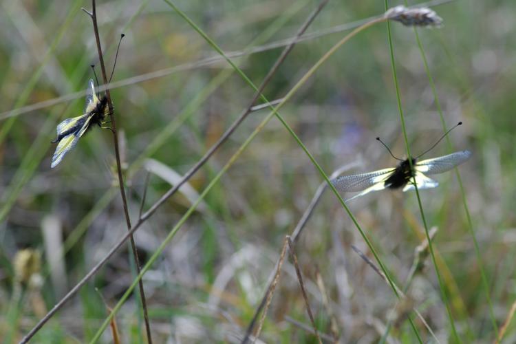 Ascalaphe, Libelloides coccajus.