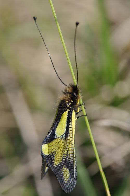 Ascalaphe, Libelloides coccajus.