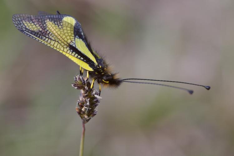 Ascalaphe, Libelloides coccajus.