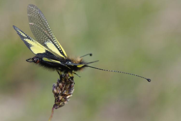 Ascalaphe, Libelloides coccajus.