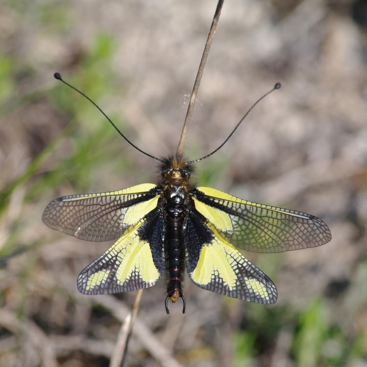 Ascalaphe, Libelloides coccajus.