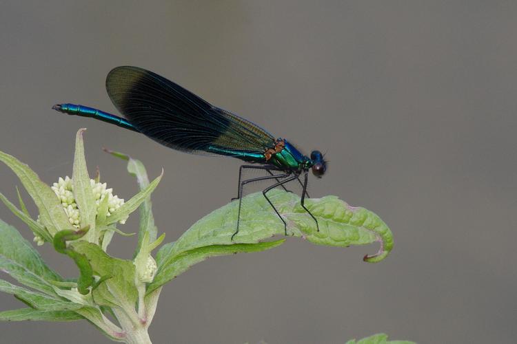 Calopteryx splendens.