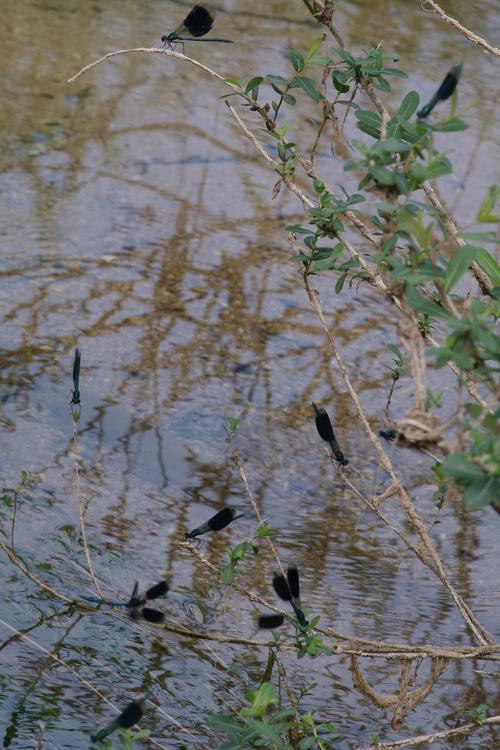 Calopteryx splendens.