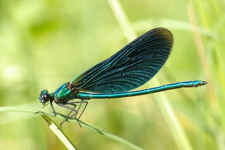 Calopteryx virgo.