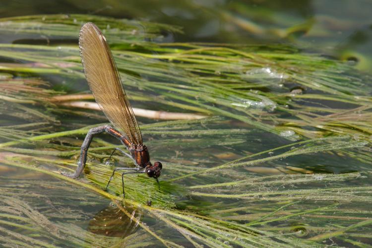 Calopteryx virgo.