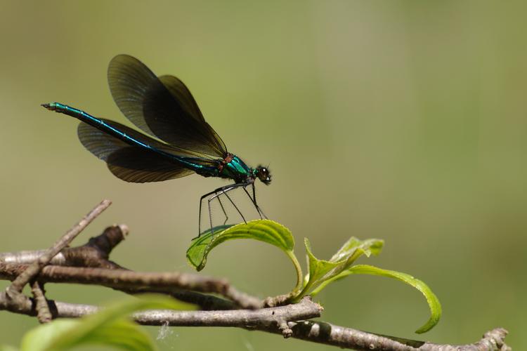 Calopteryx virgo.