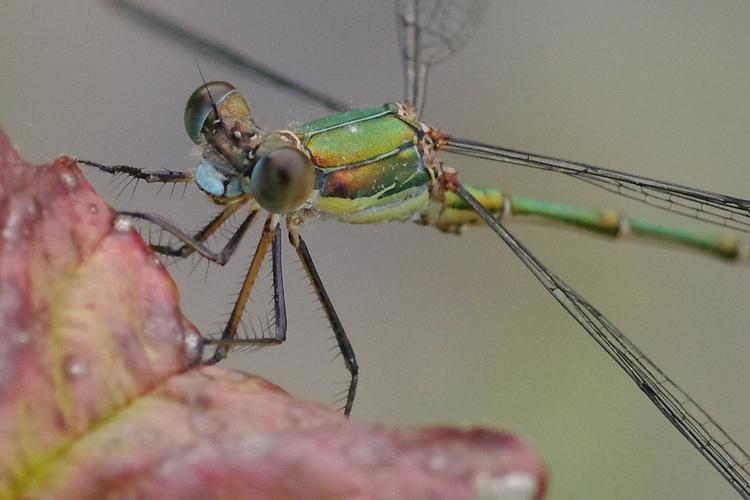 Chalcolestes viridis.