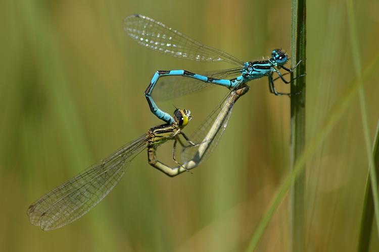 Coenagrion mercuriale.