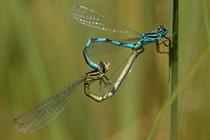 Coenagrion mercuriale