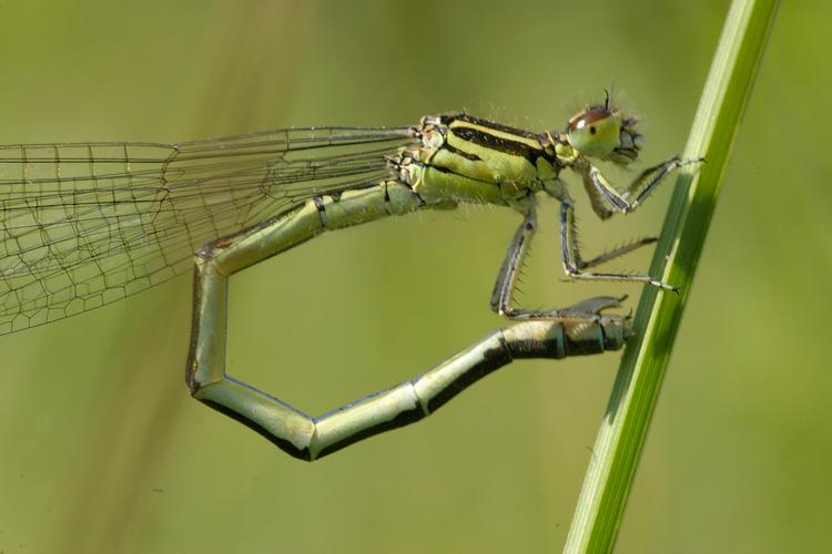 Coenagrion mercuriale.