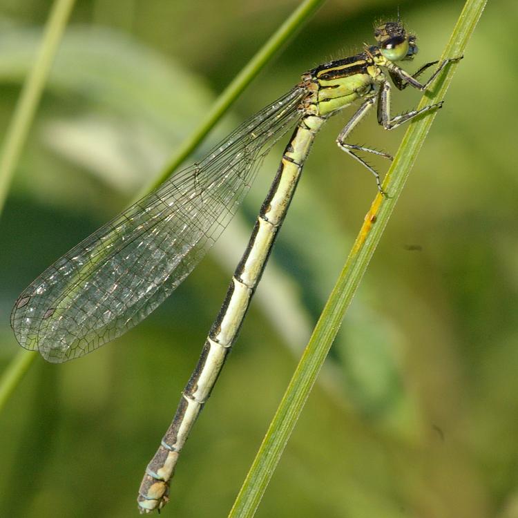 Coenagrion mercuriale.