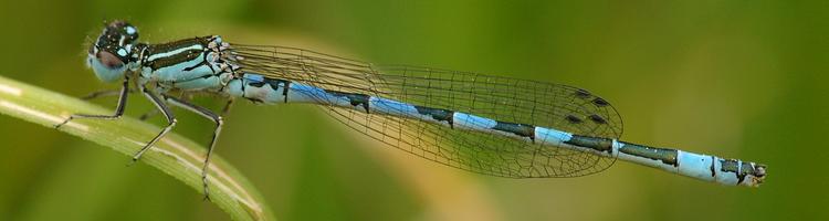 Coenagrion mercuriale.