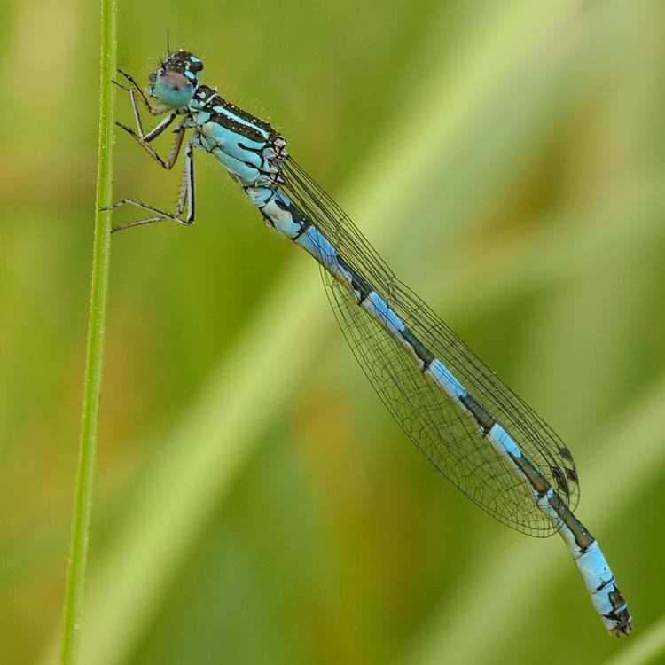 Coenagrion mercuriale.