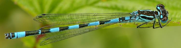 Coenagrion mercuriale.