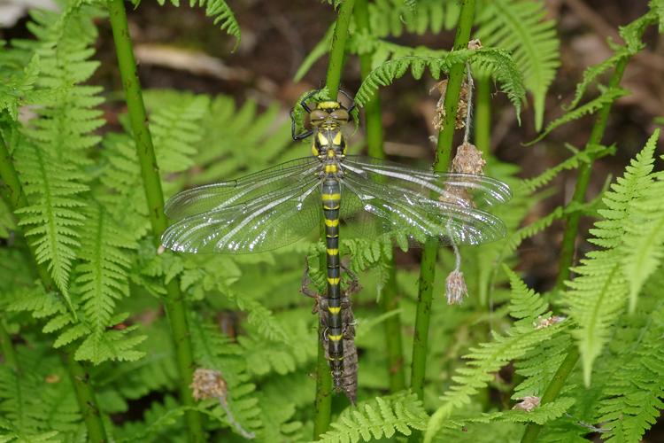 Cordulegaster bidentata.