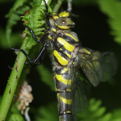 Cordulegaster bidentata.