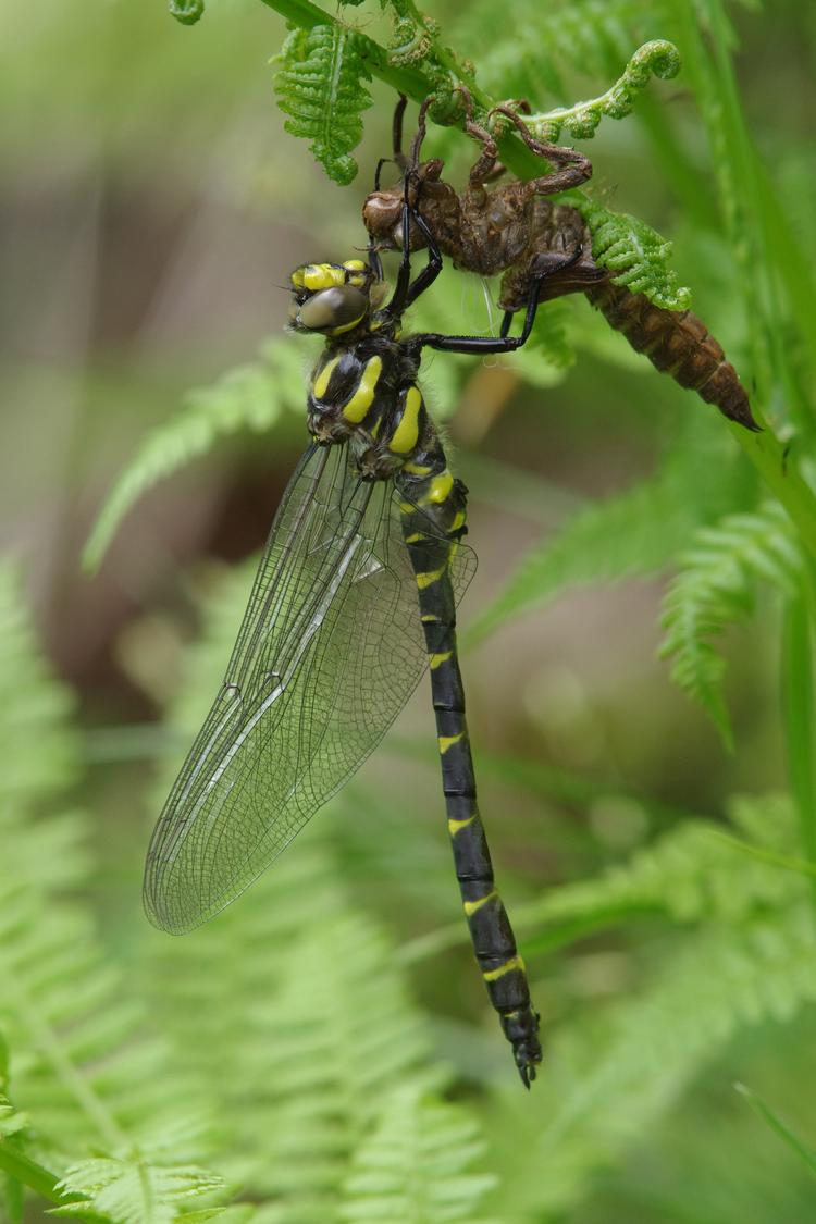 Cordulegaster bidentata.