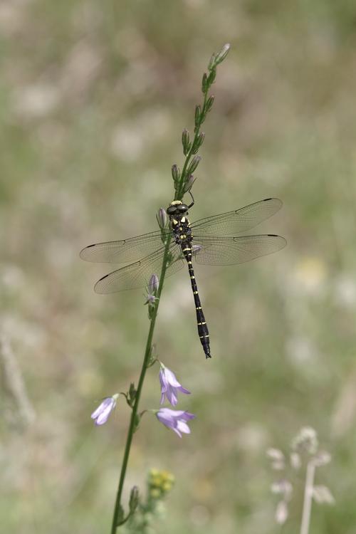 Cordulegaster bidentata.