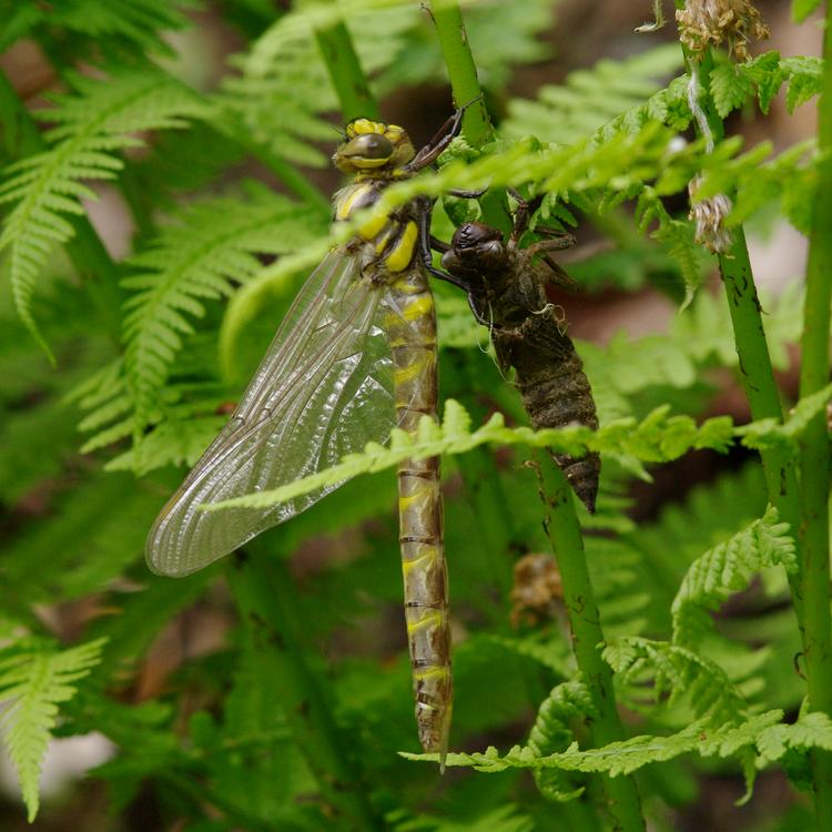 Cordulegaster bidentata.