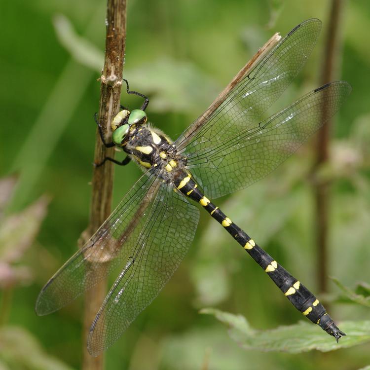 Cordulegaster bidentata.