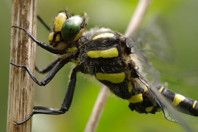 Cordulegaster bidentata.